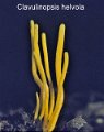 Clavulinopsis helvola-amf1945